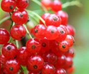Beeren Johannisbeeren Obst